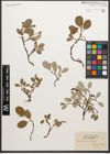 Foto von Salix reticulata L.